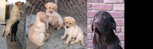 AKCYellowLabradorPuppies-AVAILABLETODAY